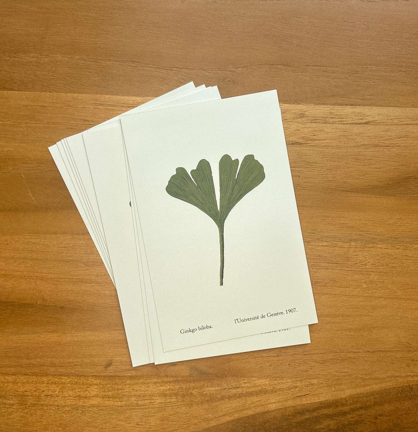 Postcard Set - Summer Leaf