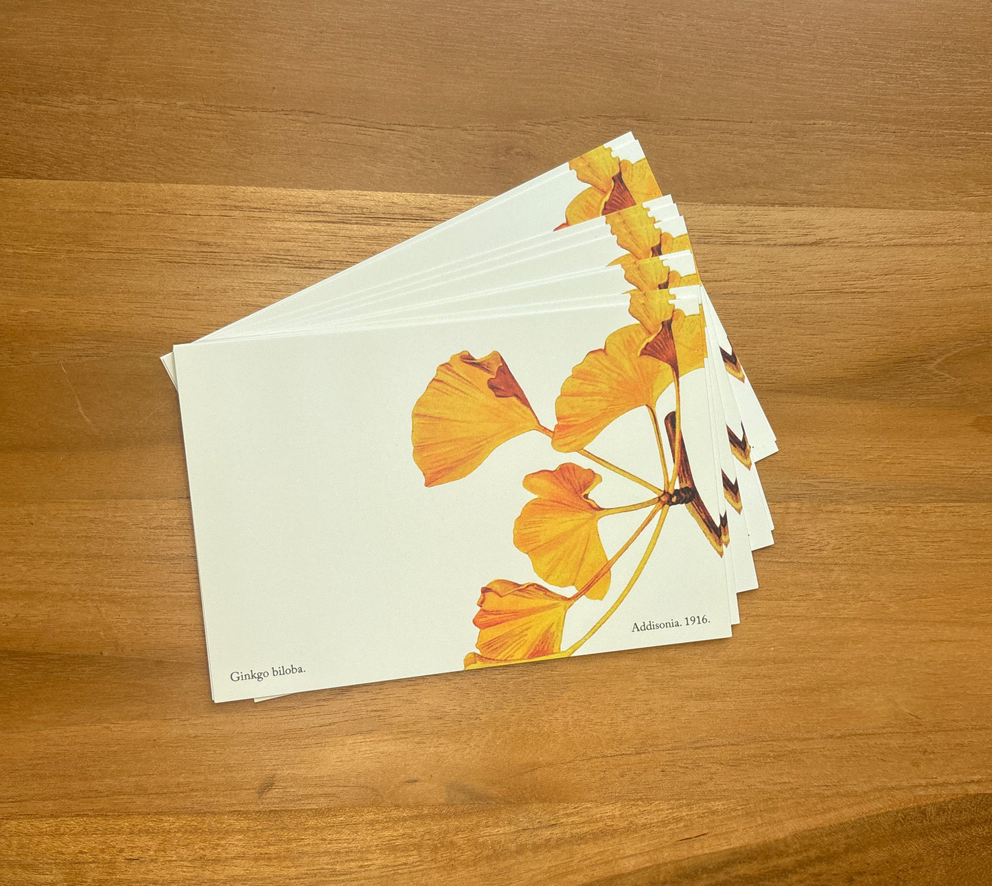 Postcard Set - Late Season Ginkgo