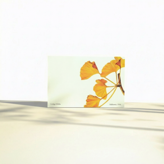 Postcard - Late Season Ginkgo