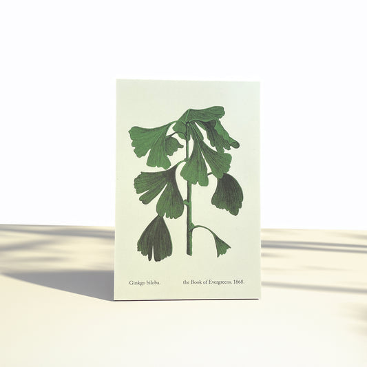 Postcard Set - Spring Branch